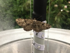 Peribatodes rhomboidaria