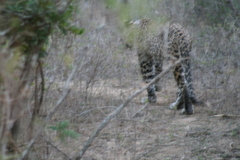 Panthera pardus kotiya