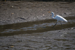 Ardea alba