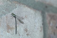 Ischnura prognata
