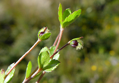 Gonocarpus aggregatus
