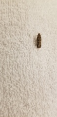 Hofmannophila