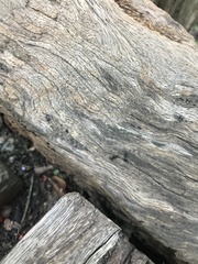Formicoidea