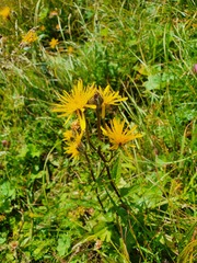 Crepis pyrenaica
