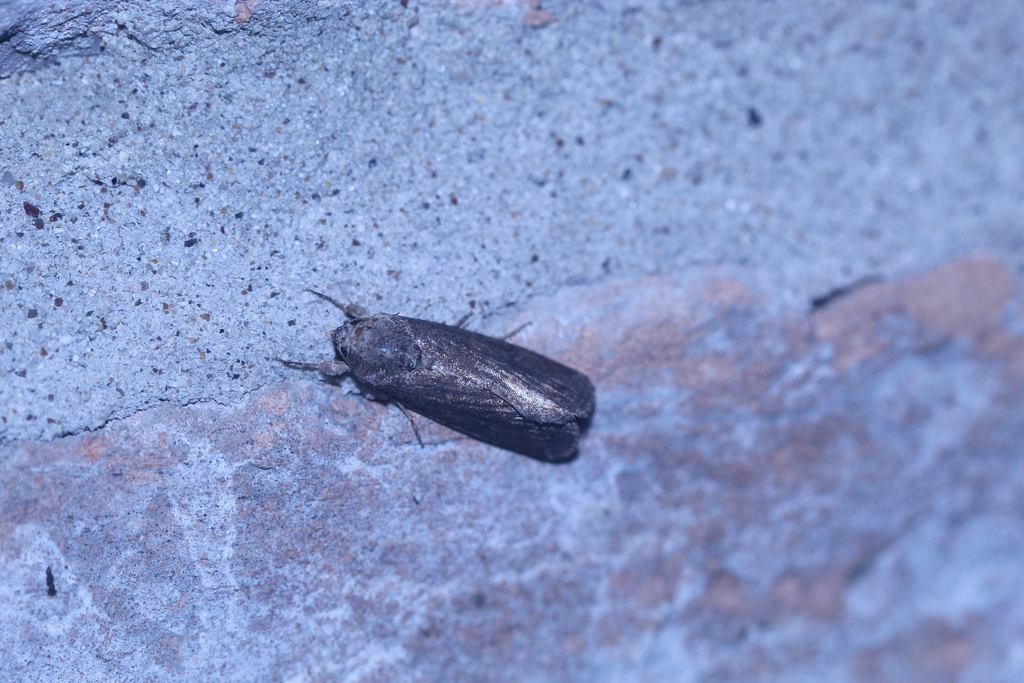 Fall Armyworm Moth from South Side, Corpus Christi, TX, USA on August ...