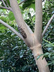 Graptopsaltria nigrofuscata