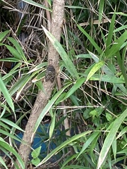 Graptopsaltria nigrofuscata