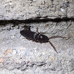 Dicrepidius corvinus