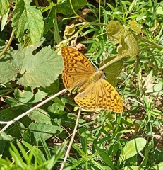 Argynnis pandora