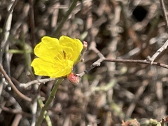 Crocanthemum aldersonii