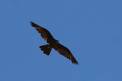 Falco subniger