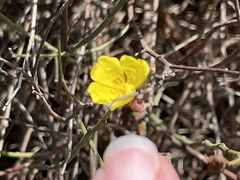 Crocanthemum aldersonii