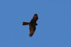 Falco subniger