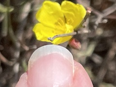 Crocanthemum aldersonii