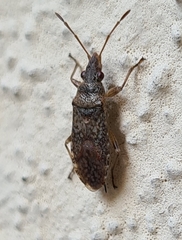 Orsillus maculatus