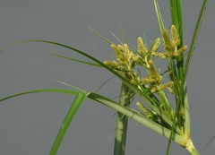 Cyperus glomeratus