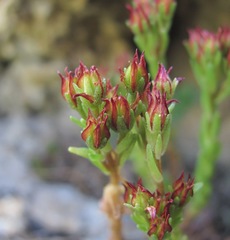 Sedum tenellum