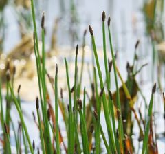 Eleocharis mamillata austriaca