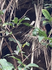 Graptopsaltria nigrofuscata