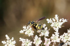Parodontodynerus ephippium