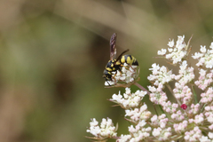 Parodontodynerus ephippium