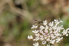 Parodontodynerus ephippium