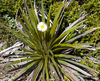 Armstrong's Mountain Daisy - Photo (c) Shirley Kerr, some rights reserved (CC BY-NC), uploaded by Shirley Kerr