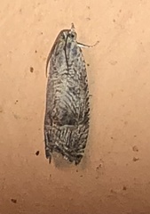 Ofatulena duodecemstriata