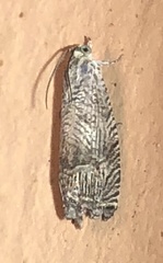 Ofatulena duodecemstriata