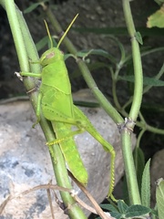 Cyrtacanthacridini