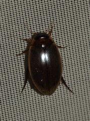 Rhantus suturalis