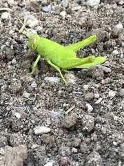 Cyrtacanthacridini