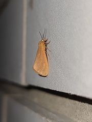 Virbia opella