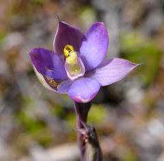 Thelymitra hatchii