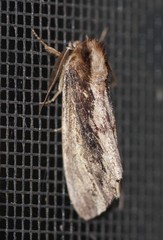 Hylaeora capucina