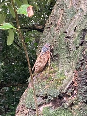 Graptopsaltria nigrofuscata