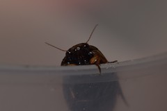 Rhantus suturalis