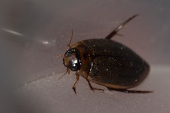 Rhantus suturalis