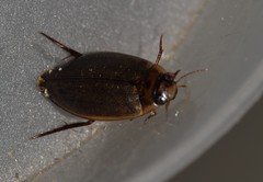 Rhantus suturalis