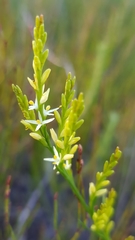 Symphionema paludosum