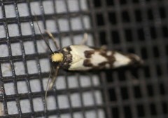Lactura cristata