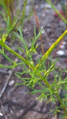 Symphionema paludosum