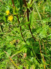 Crepis pyrenaica