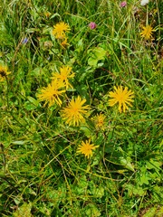 Crepis pyrenaica