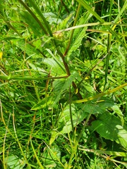 Crepis pyrenaica
