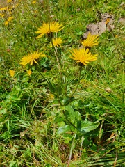 Crepis pyrenaica