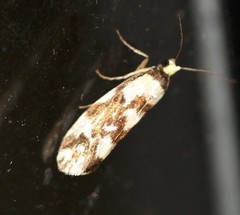 Lactura cristata