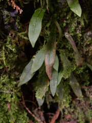 Loxogramme grammitoides