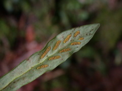 Loxogramme grammitoides