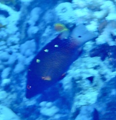 Bodianus diana